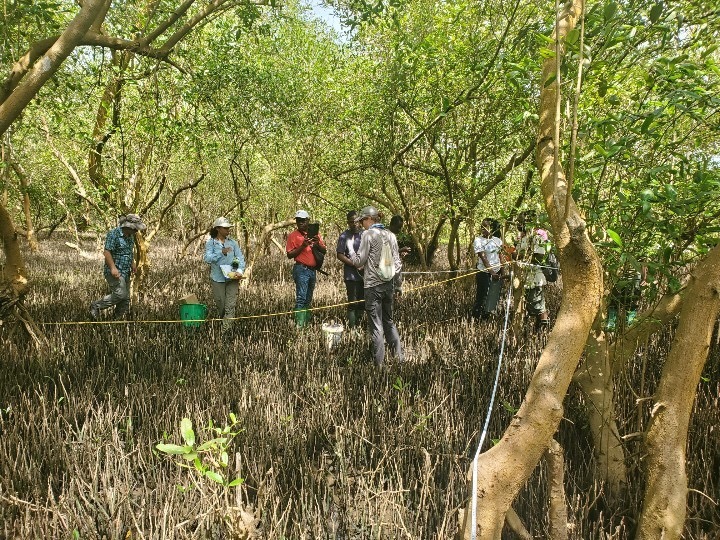 Blue Carbon Inventory team members conducting measurements in a mangrove forest