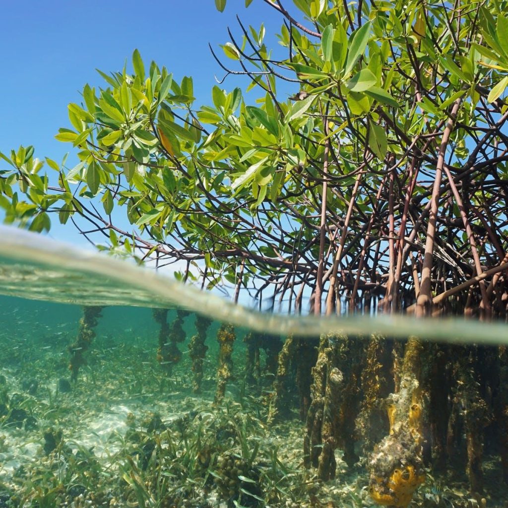 mangroves with roots submerged in water