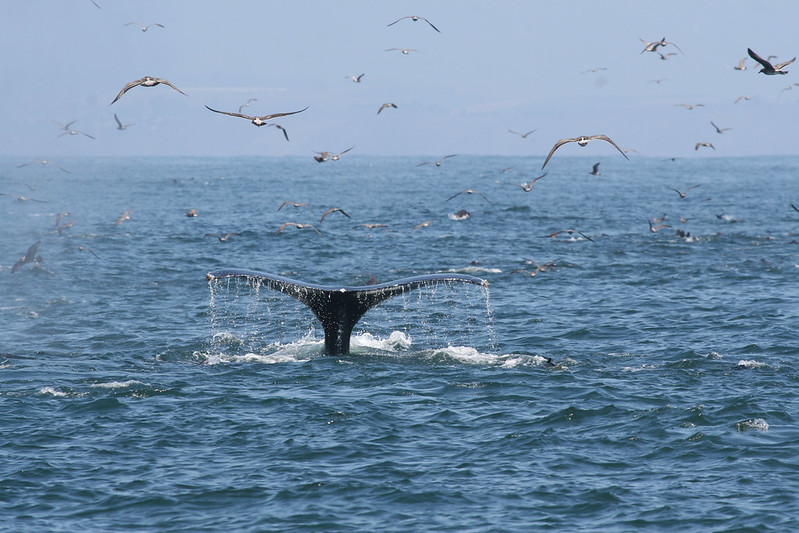 whale tail appearing above the ocean with seagulls flying around