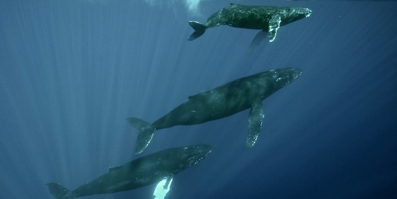 3 Humpback Whales