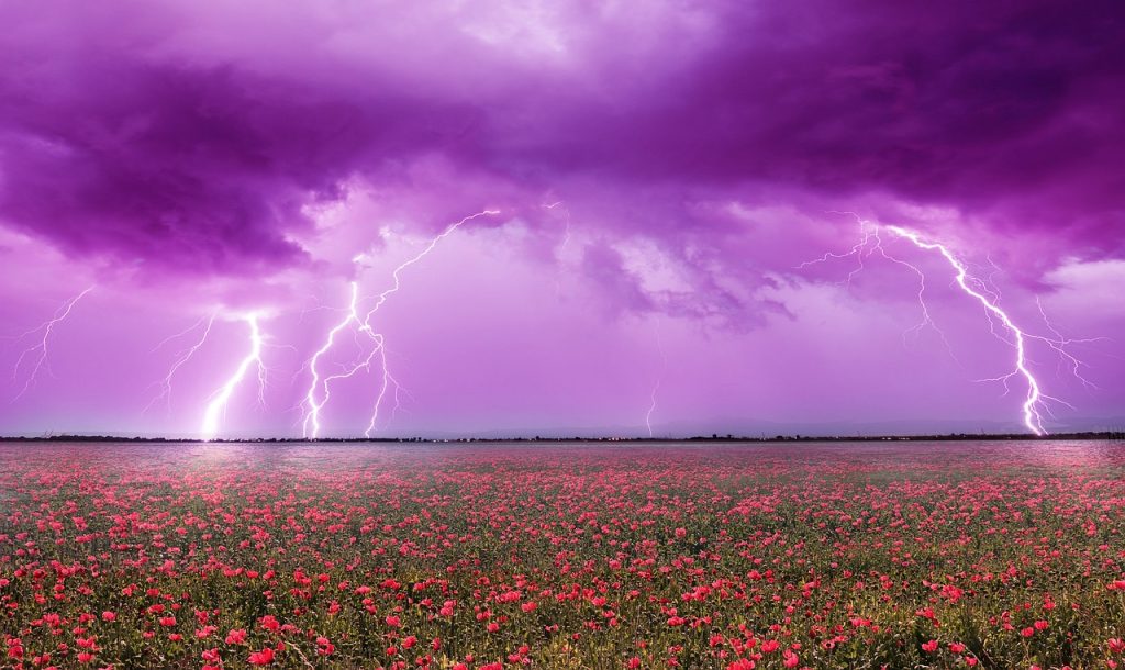 Thunderstorm over a field of flowers
