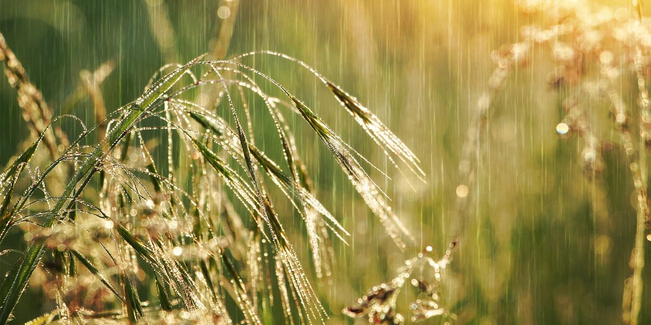 Close up view of grass in the rain