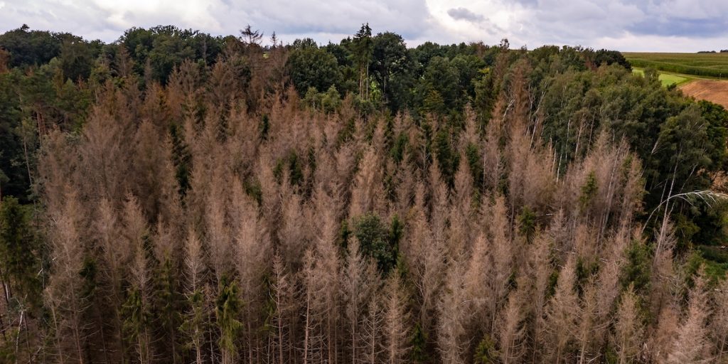 An aerial photo of sick conifers in the German forest is a sign of climate change.