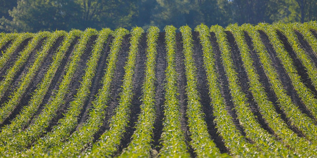 Rows of vegetation and soil run vertically across the image.