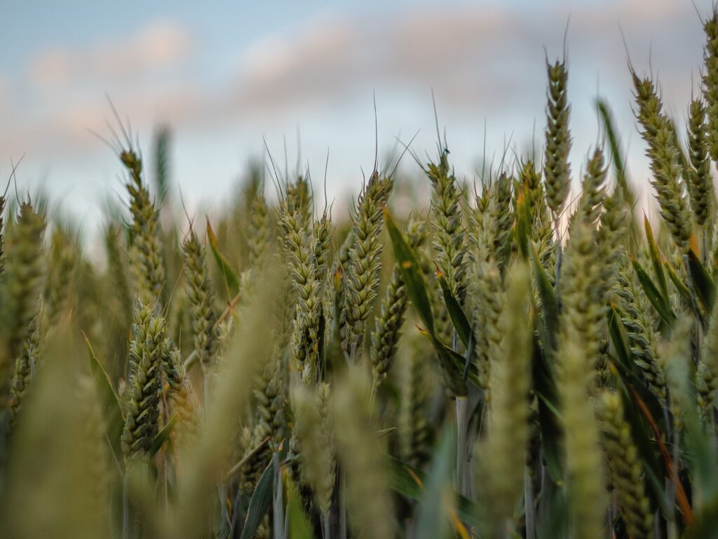 A closeup shot of sweetgrass in a field.