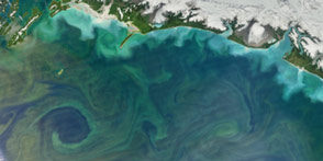 Satellite view of the gulf of Alaska with green swirls of phytoplankton blooms