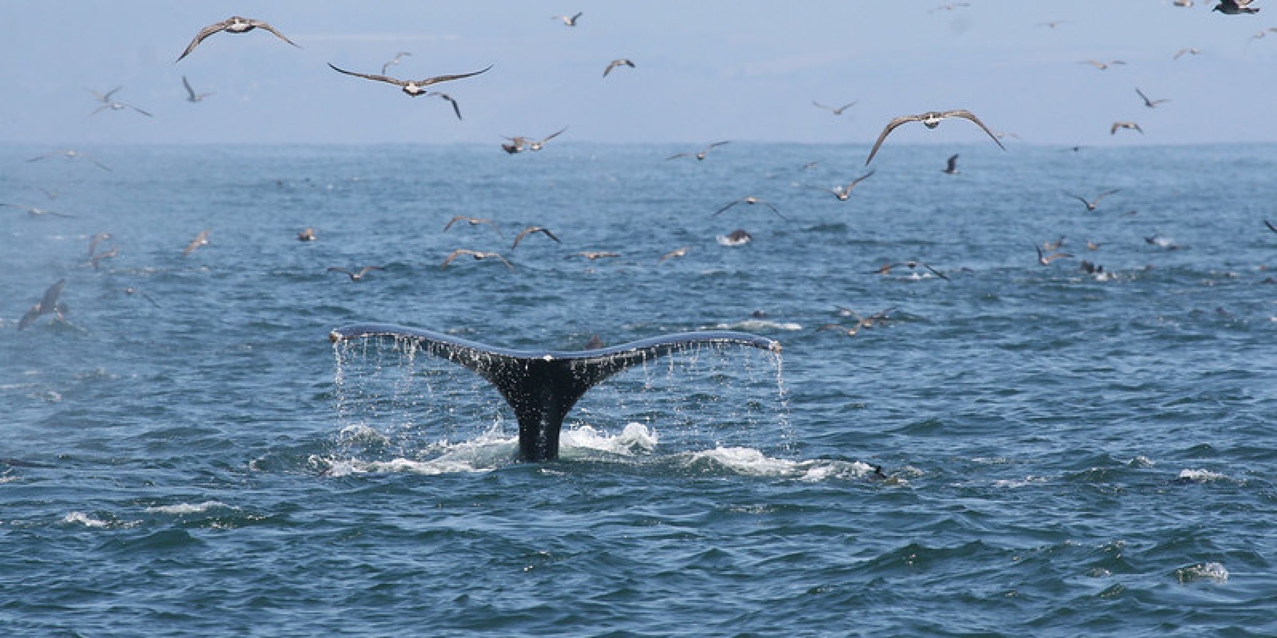 whale tail appearing above the ocean with seagulls flying around