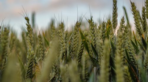 A closeup shot of sweetgrass in a field.