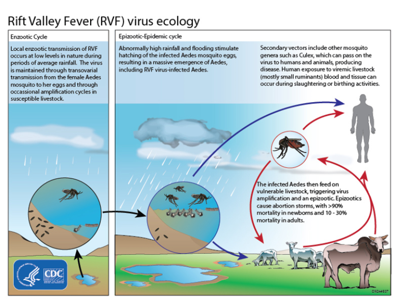 NOAA One Health Website El Nino, East Africa, and Rift Valley Fever