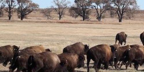 Plains bison (buffalo) at Rosebud Indian Reservation in South Dakota.