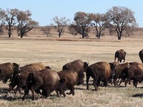 Plains bison (buffalo) at Rosebud Indian Reservation in South Dakota.