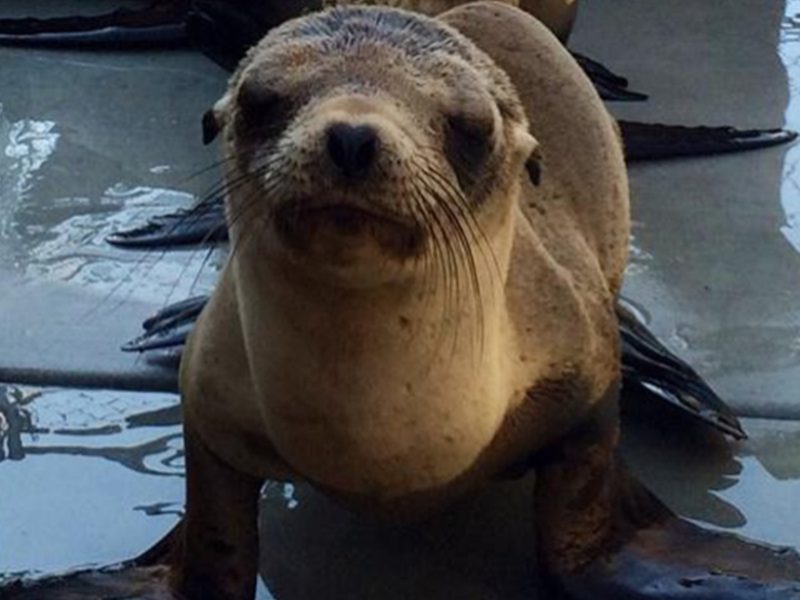Seal face