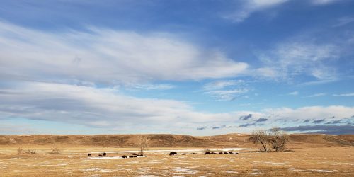 Buffalo herd on a plain. Image credit: Wolakota Lab LLC