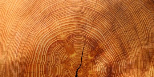 Annual tree rings from a cross section of wood. Image credit: Pixabay