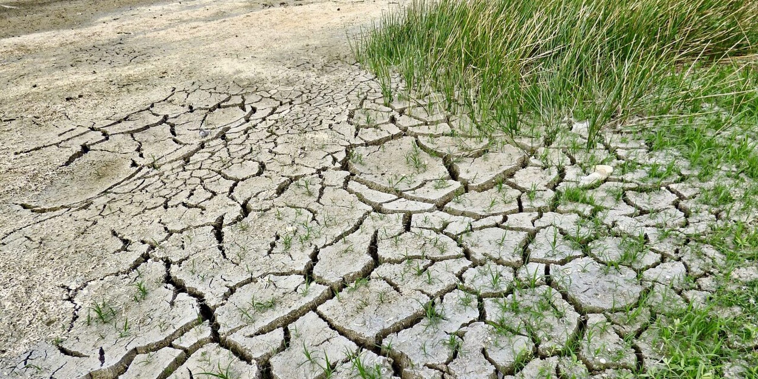 Dry cracked ground with an edge of grass