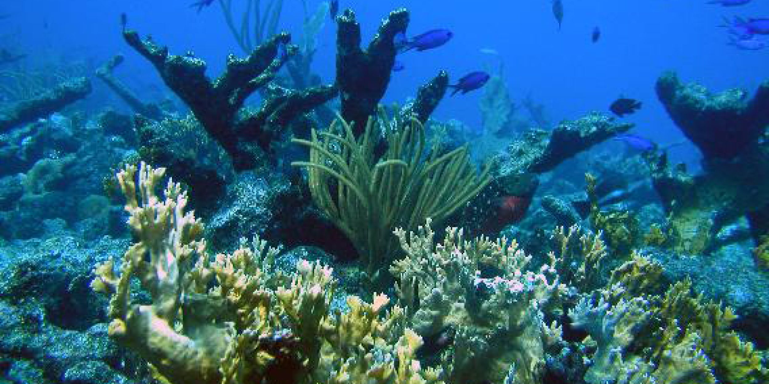 corals1201
