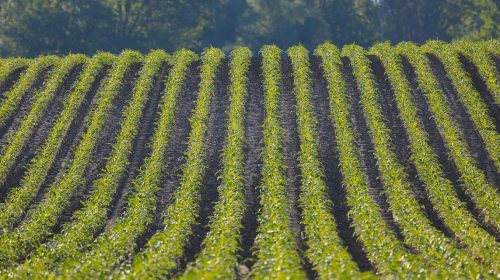 Rows of vegetation and soil run vertically across the image.