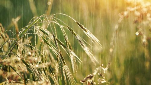 Close up view of grass in the rain