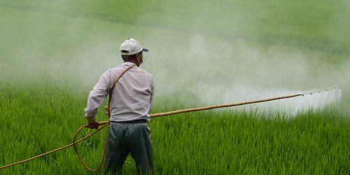 man applying pesticide on a field
