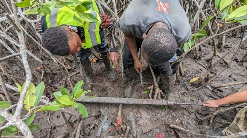 Community members participating in forest restoration.