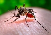 img-16743-close-up-of-a-mosquito-feeding-on-blood-pv