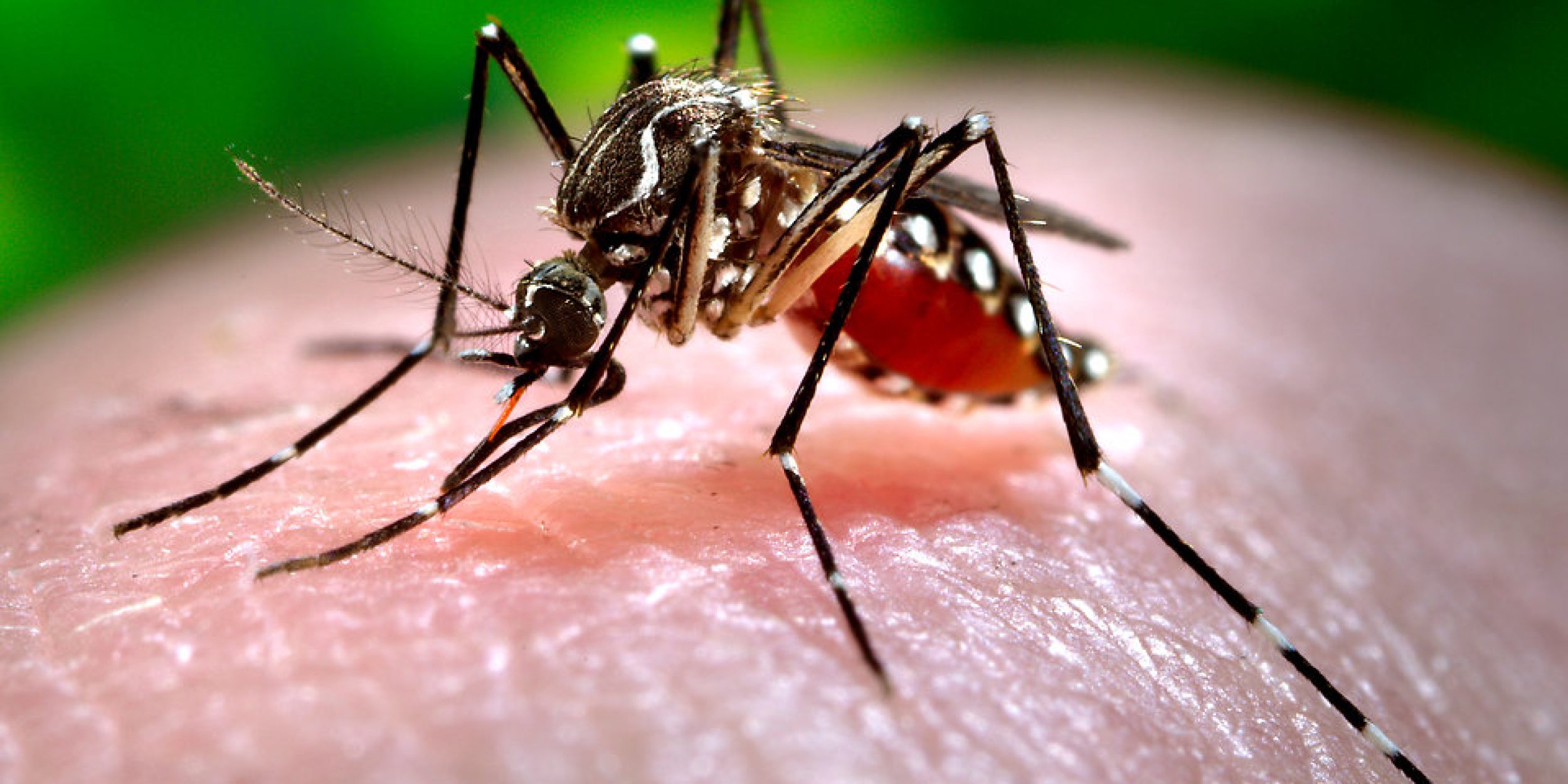 img-16743-close-up-of-a-mosquito-feeding-on-blood-pv