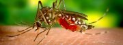 img-Aedes-aegypti-1280x480