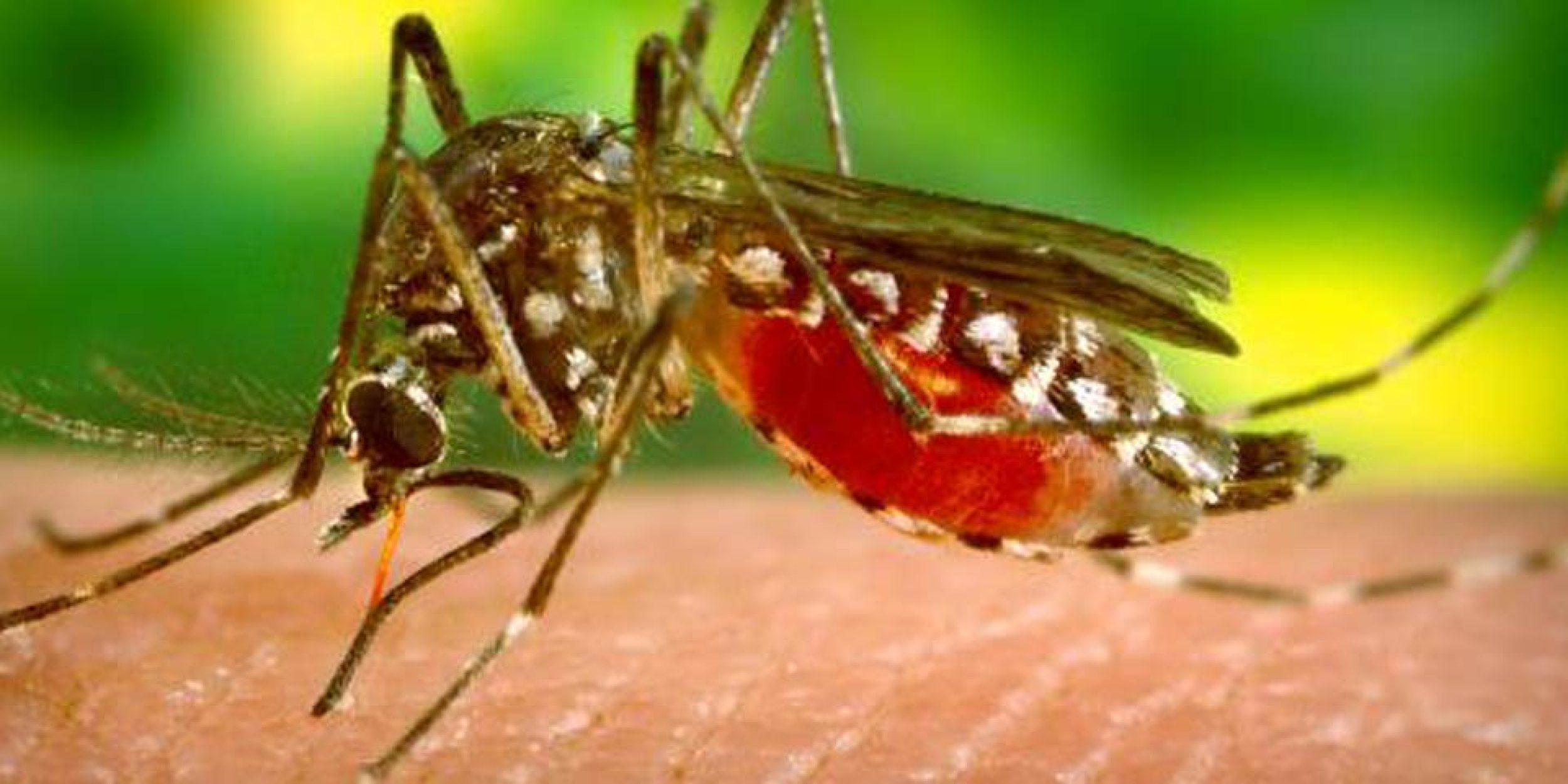 img-Aedes-aegypti-1280x480