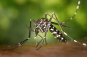 img-CDC-Gathany-Aedes-albopictus-1