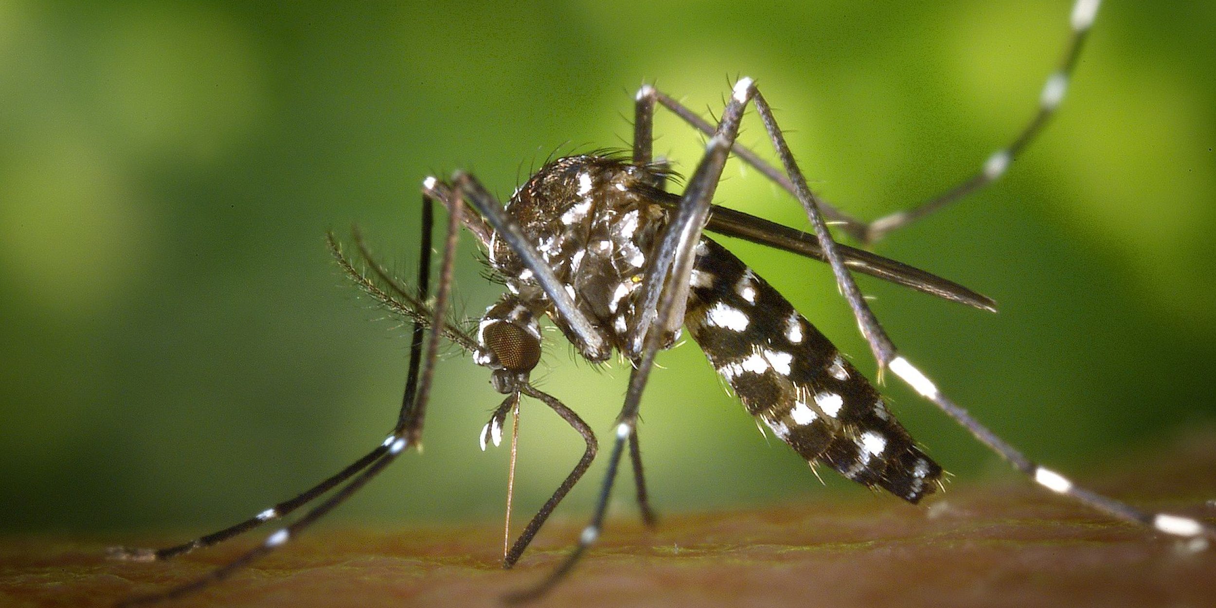 img-CDC-Gathany-Aedes-albopictus-1
