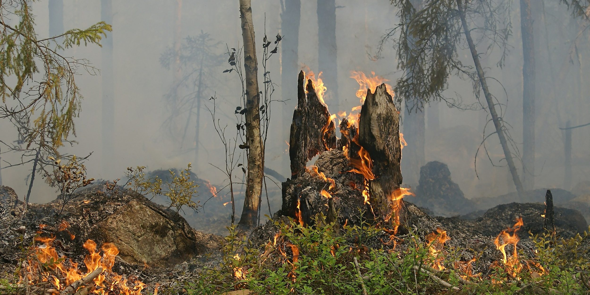 img-forest-fire-432877_1920