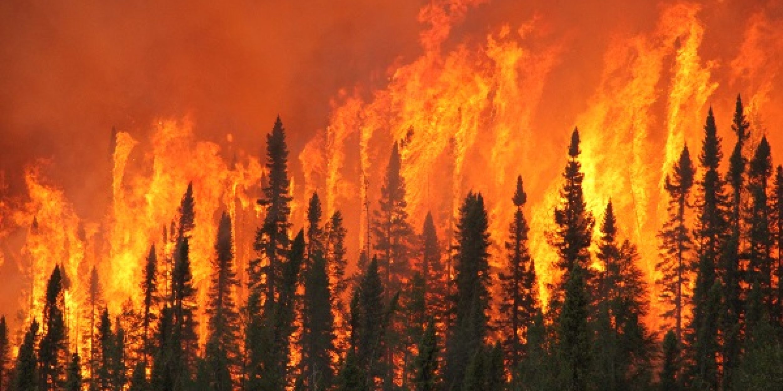 img-forest-fire