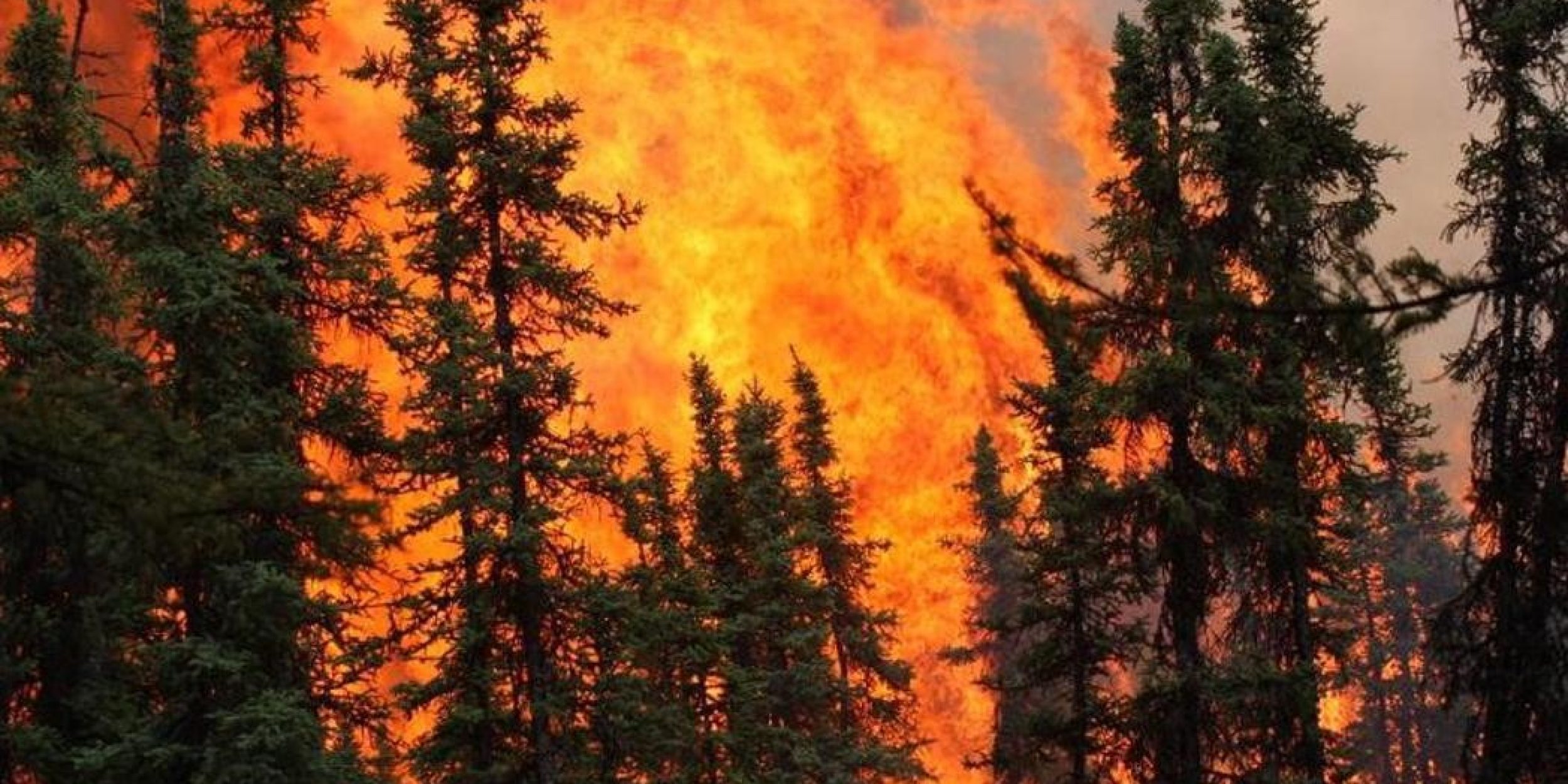 img-forestfire
