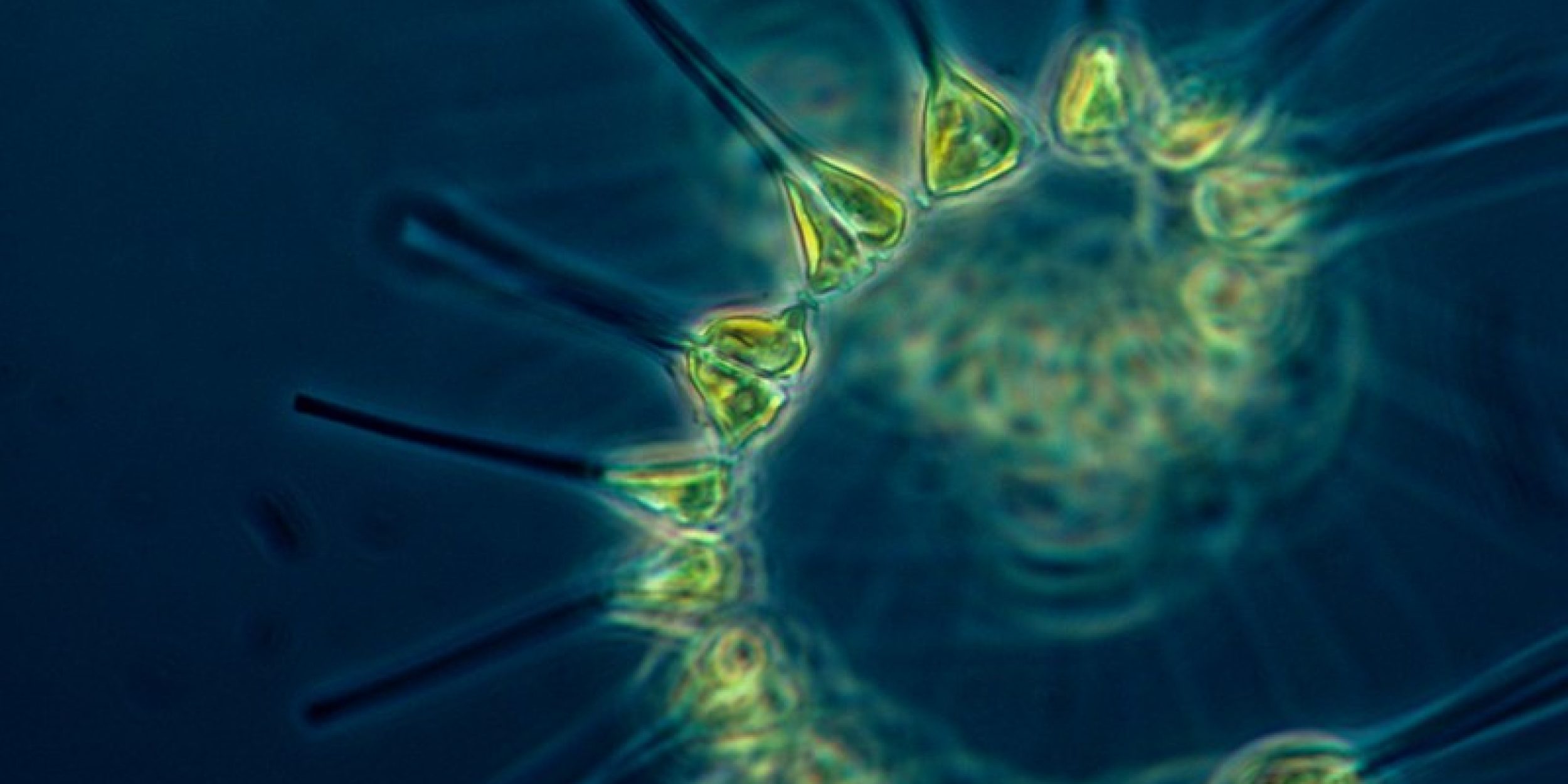 img-phytoplankton