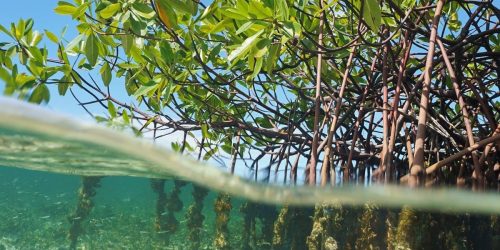 mangroves with roots submerged in water