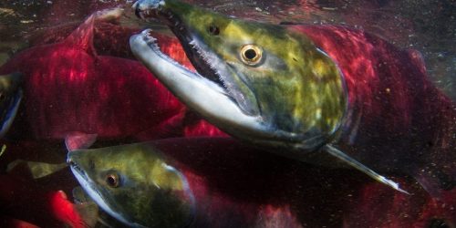 Green fish with red lighting