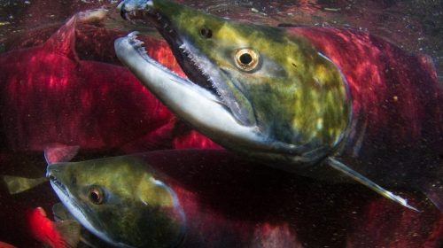 Green fish with red lighting