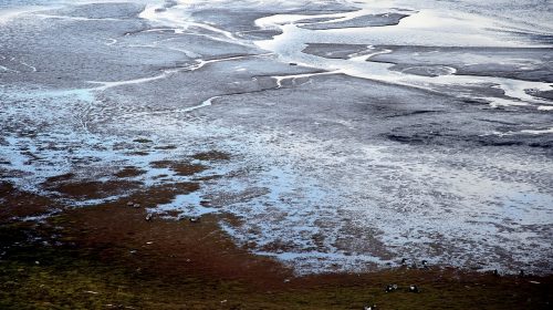 A frozen landscape with a cluster of birds