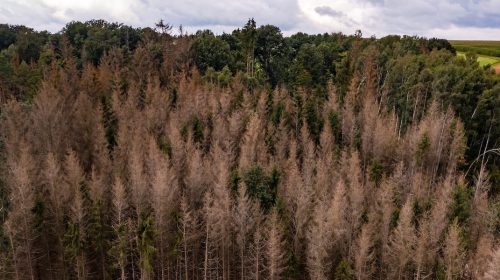 An aerial photo of sick conifers in the German forest is a sign of climate change.