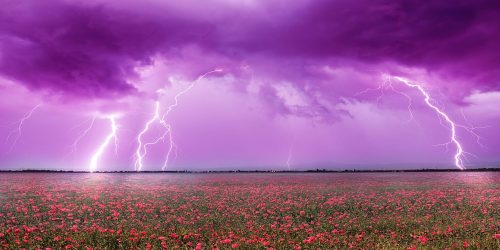 Thunderstorm over a field of flowers