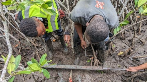 People bent over an instrument in a mangrove swamp