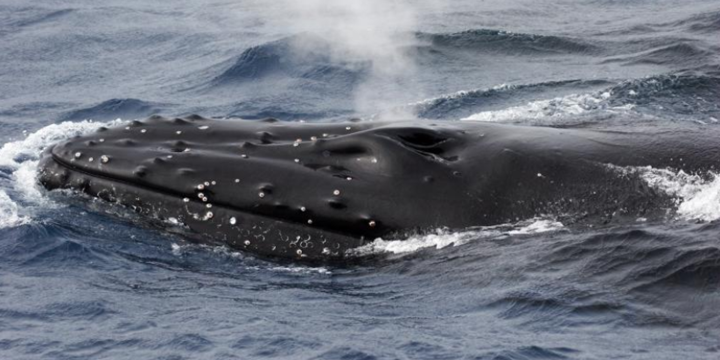 whale emerges from the ocean
