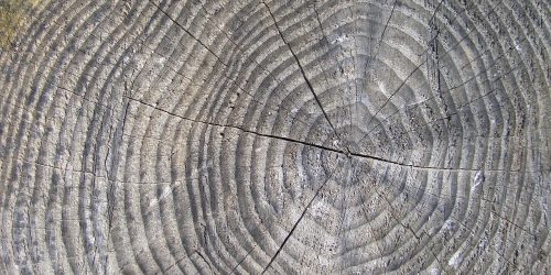 Concentric rings on a cross-section of a tree